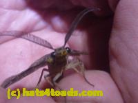 /home//u458753944/public_html/sourcegallery/////////////////////Insects and small critters/fishflies and dobsonflies (Megaloptera)/P1070792.JPG